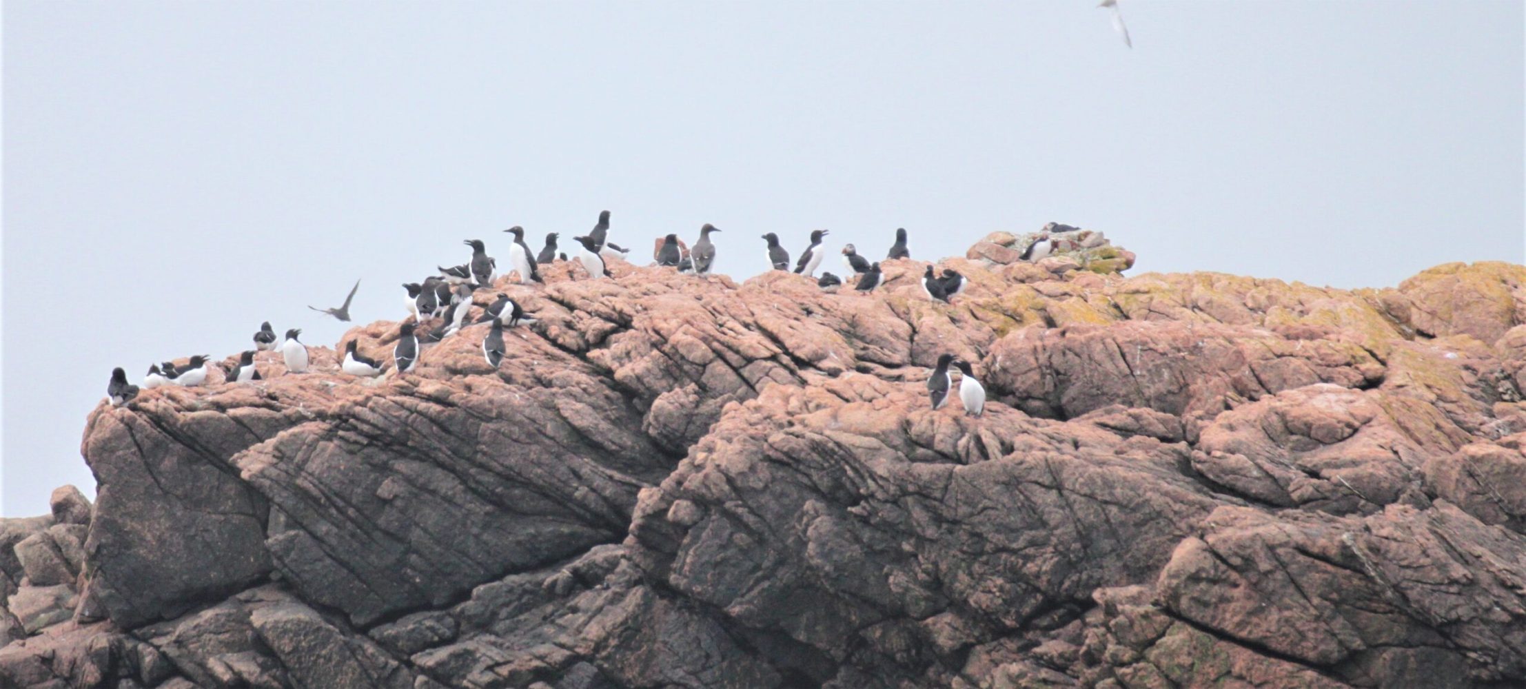 a flock of seagulls standing on a rocky hill